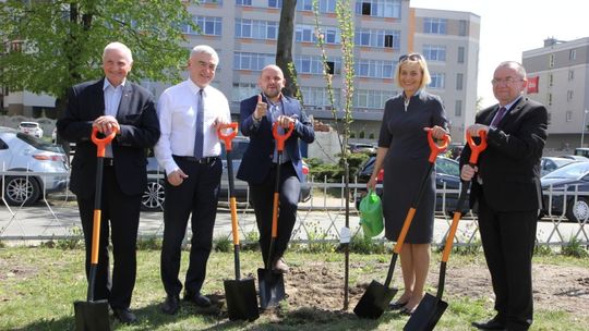 Migdałowce obok Urzędu Marszałkowskiego