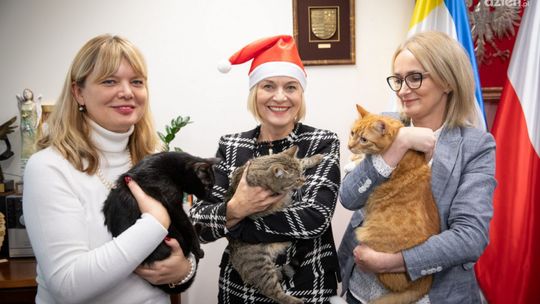 "Mikołajkowa akcja - paczka dla zwierzaczka"