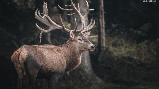 Miłosne zaloty jeleni. Trwa sezon rykowiska