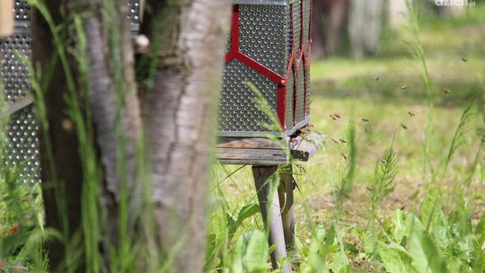 Miód wielokwiatowy z uli z recyklingu