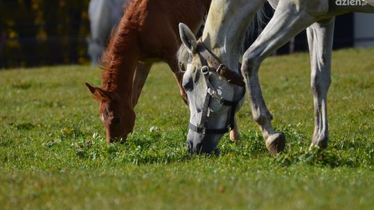 Mistrzostwa Polski Młodych Koni w Michałowie!