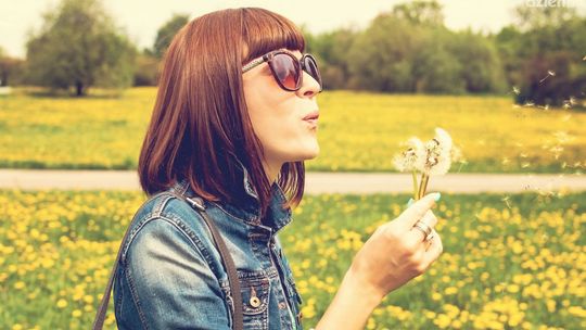 Mniszek lekarski – prawdziwy mistrz przetrwania na twoim trawniku