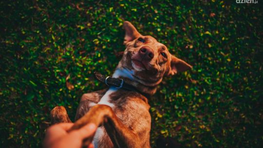 Można pomóc zwierzakom ze Schroniska dla Bezdomnych Zwierząt w Dyminach