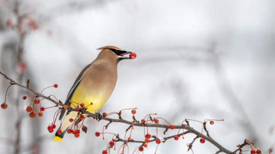 Muzealna sobota z jemiołuszką  