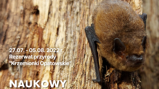 Na Krzemionkach liczą nietoperze 