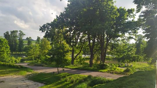 Nadleśnictwo Ostrowiec rozda sadzonki. Przyłącz się do akcji  #sadziMY