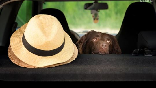 Nagrzane auto jest zagrożeniem dla pozostawionych w nim dzieci i zwierząt