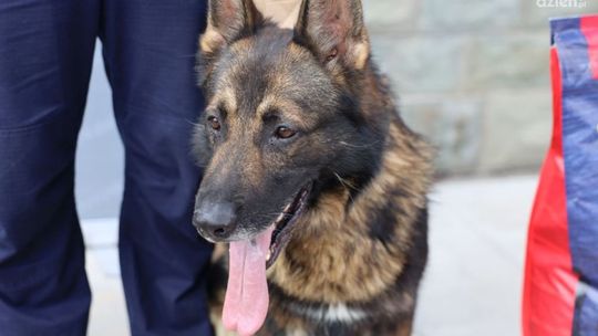 Najlepsi  funkcjonariusze  na czterech łapach 