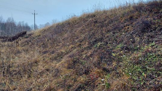 Naukowcy z ostrowieckiego muzeum zbadają wzgórze  Gawroniec