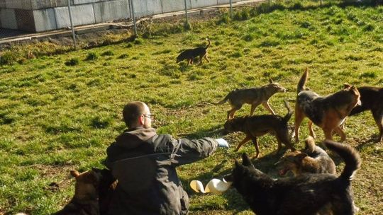 Nie kupuj, adoptuj! Dziś Światowy Dzień Zwierząt Bezdomnych