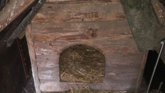 Nie znalazł schronienia w psiej budzie