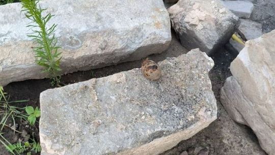 Niebezpieczne znalezisko w Ćmielowie. Granaty z II Wojny Światowej odkryte podczas prac archeologicznych