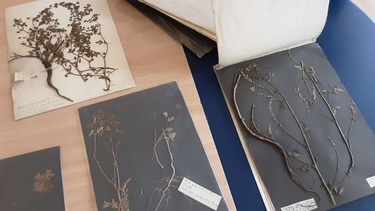 Niecodzienne znalezisko w ostrowieckiej szkole sportowej