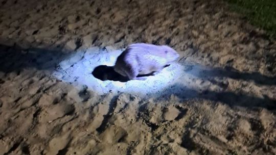 Niecodzienny spacerowicz na ulicach uzdrowiska