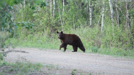 Niedźwiedź w ostrowieckich lasach 