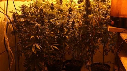 Nielegalna uprawa konopi indyjskich ujawniona w miejscowości Secemin