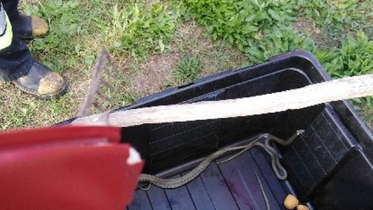 Nietypowa akcja ostrowieckich strażaków