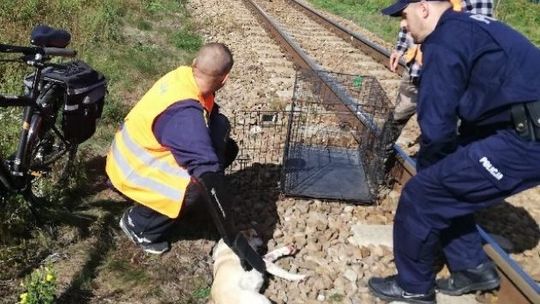 Nietypowa akcja policjantów - uratowali rannego psa