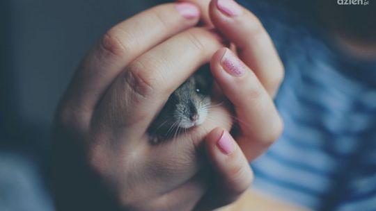 Niezbędne akcesoria dla gryzoni - o tym trzeba pamiętać