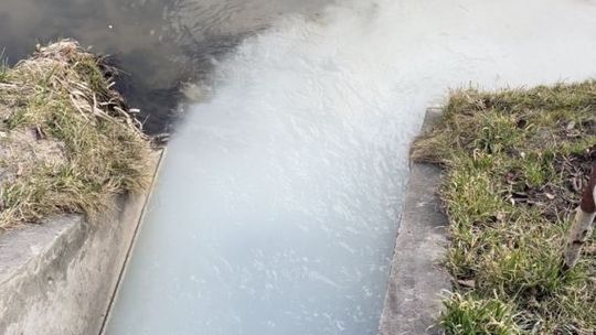 Nieznana substancja w rzece Silnica. Śnięte ryby