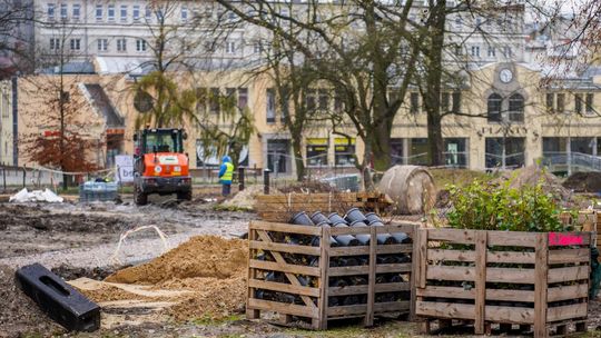 Nowe drzewa, tysiące krzewów i roślin na Rynku i Skwerze im. Ireny Sendlerowej