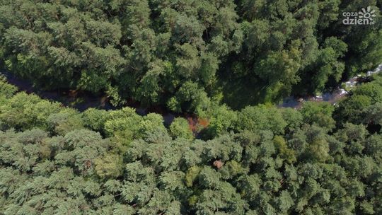  Nowe miejsce w województwie świętokrzyskim — powołano rezerwat przyrody „Papiernia”