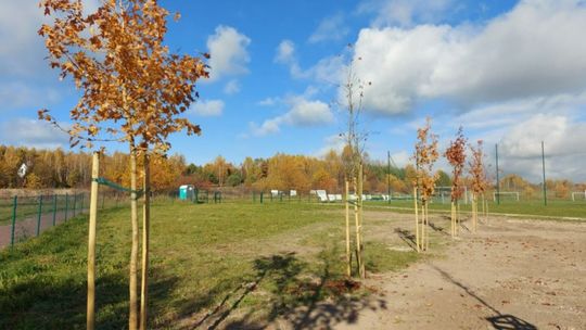 Nowe nasadzenia drzew i krzewów miododajnych w Ćmińsku