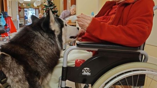 Nowość w starachowickim ZOL-u: Dogoterapia – leczenie z pomocą czworonożnego terapeuty
