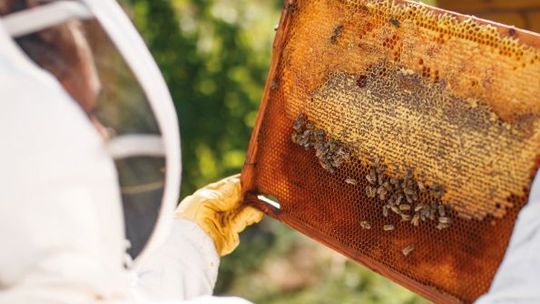O pszczołach debatować będą na specjalnej konferencji 