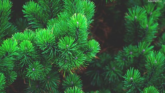 Ochrona przed mrozem a nawet drugie życie: Ogród Botaniczny wykorzysta świąteczne choinki