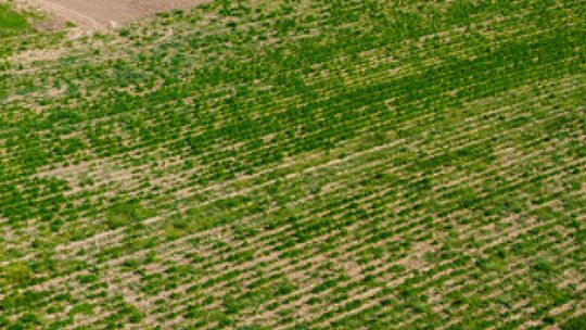 Odszkodowania dla rolników za zniszczenia spowodowane nadzwyczajnymi okolicznościami 