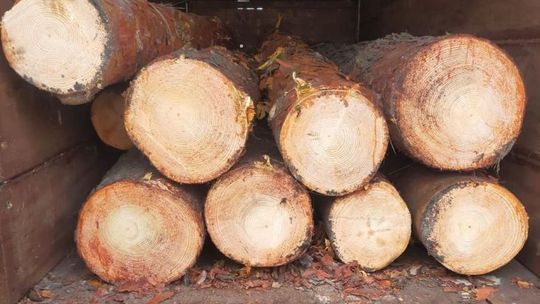 Odzyskali i zabezpieczyli kradzione drewno