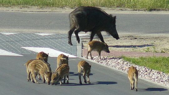 Ogniska ASF w lasach Nadleśnictwa Ostrowiec 