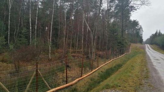 Ogrodzenie już jest. Ma zahamować rozprzestrzenianie się ASF