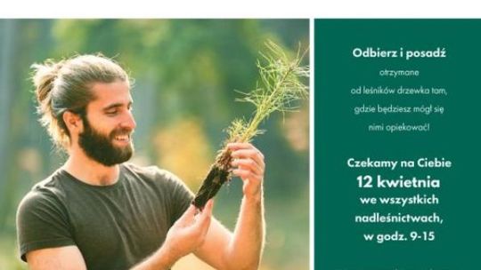 Ostrowieccy leśnicy rozdają sadzonki jodły 