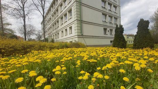 Ostrowieccy licealiści chcą bardziej dbać o środowisko 