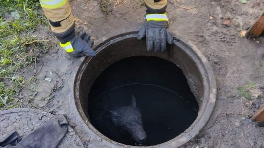 Ostrowieccy strażacy ratują też zwierzęta