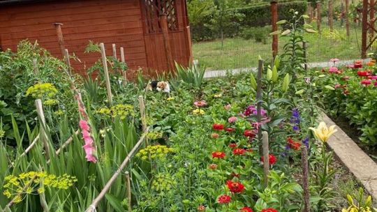 Ostrowieckie ogrody działkowe dostaną dofinansowanie z budżetu miasta 