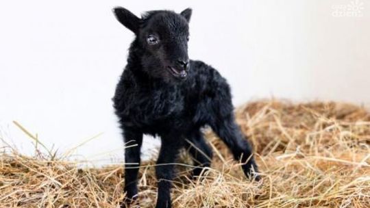 Owieczka potrzebuje imienia !