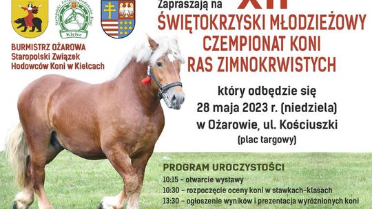 Ożarowski championat koni zimnokrwistych