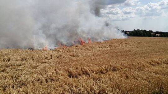 Paliło się zboże w Kosowicach. 