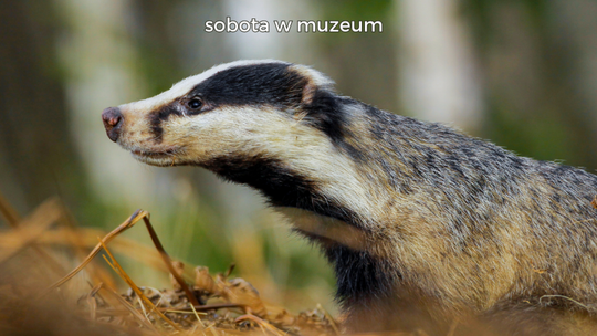 Pasiaste zwierzęta bohaterami sobotnich spotkań w muzeum

