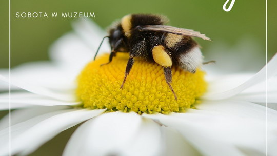Pasy nie tylko w krzemieniu 
