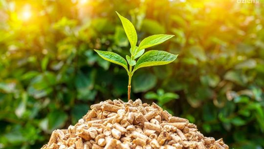 Pellet świętokrzyskie – jaki pellet kupić w województwie świętokrzyskim?