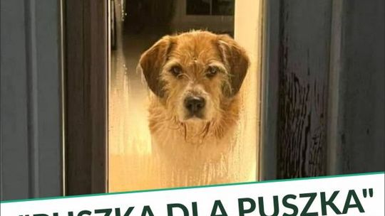 Perspektywa zagra dla zwierząt. Dołączyć i pomóc może każdy