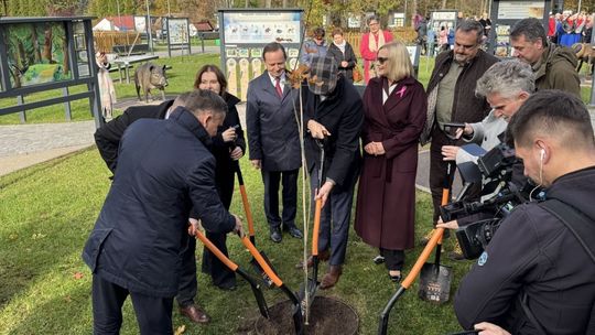 Pierwszy z tysiąca dębów zasadzony w Zagnańsku [GALERIA]