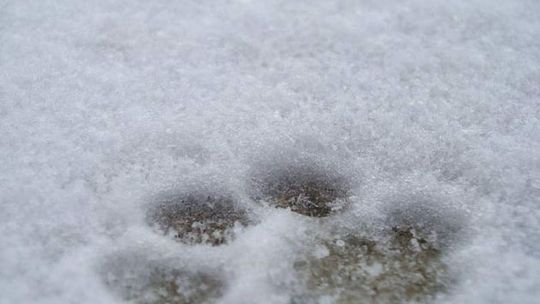 Pies i zima - zapewnij mu odpowiednie warunki