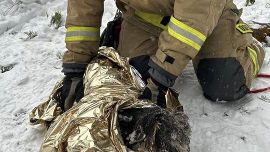 Pies uratowany z lodowatej wody w Czarnej