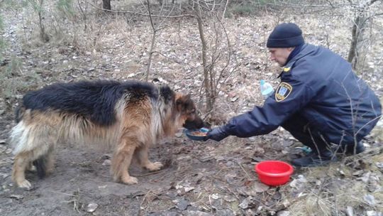 Pies uwięziony we wnykach - pomogli strażnicy