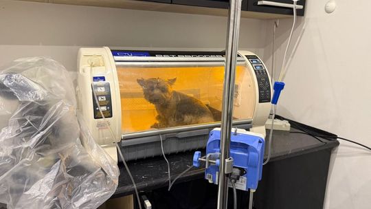 Pies w płonącym mieszkaniu w Kielcach 